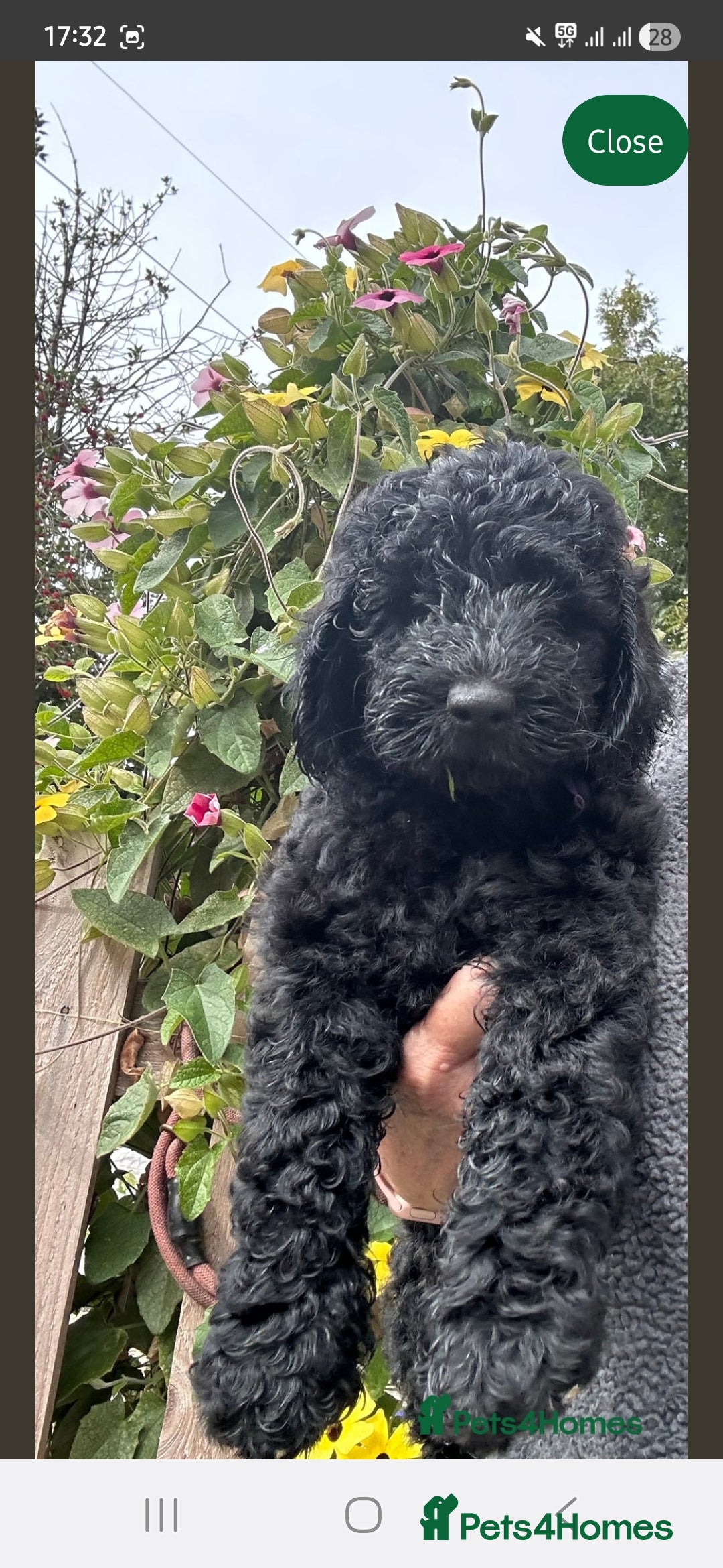 Labradoodle dogs for sale: F1b Labradoodle Bitch fully vaccinated  - Image 2