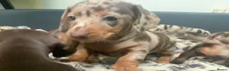 Miniature Dachshund dogs for sale: Funny happy miniature dachshund puppies - Advert 29