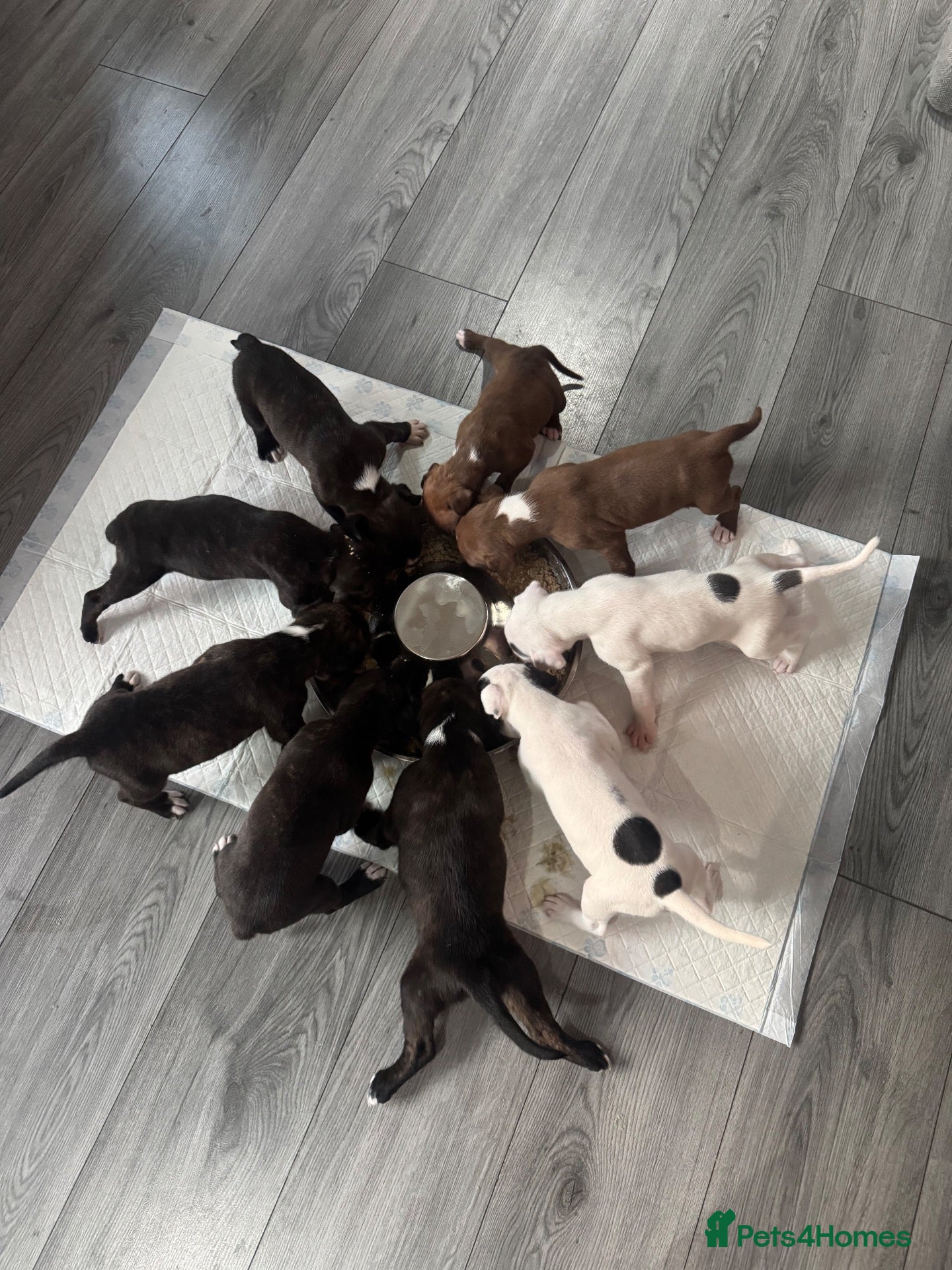 Mixed Breed dogs Bullmastiff x staffy puppies  - Advert 1