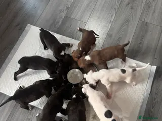 Mixed Breed dogs Bullmastiff x staffy puppies - Advert 6