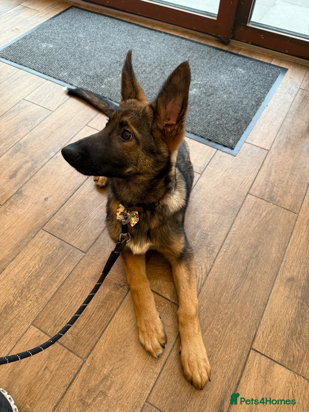 Belgian Shepherd Dog dogs for sale: Belgian Malinois puppy - London - Advert 3