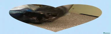 Ragdoll 2