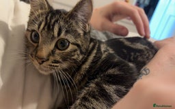 British Shorthair cats for sale: Loki is looking for a single pet forever home - Advert 1