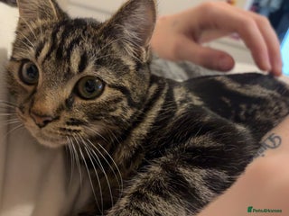 British Shorthair cats for sale: Loki is looking for a single pet forever home - Advert 1