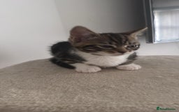 Domestic Shorthair cats for sale: 🤩🤩 6 beautiful babies 🤩🤩 - Image 5