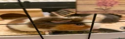 Guinea Pig rodents for sale: Two male guinea pigs with full set up and extras - Advert 9