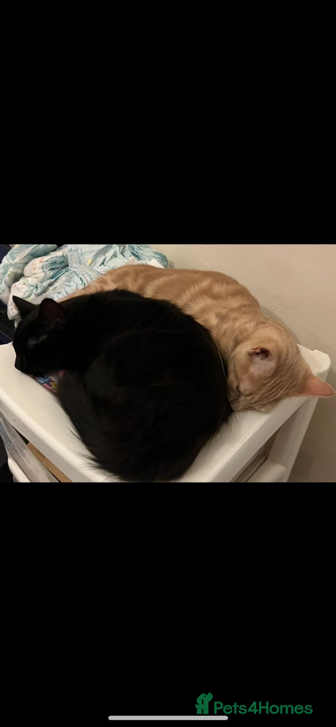 Domestic Shorthair cats for sale: Two House cats for rehome. Black and Gold Brothers - Image 2