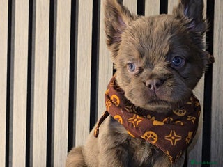 French Bulldog dogs ⭐️ Quality French bulldogs ⭐️ - Advert 17