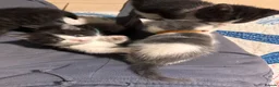 Mixed Breed cats for sale: 5 BBSH x mixed kittens black white grey - Advert 17