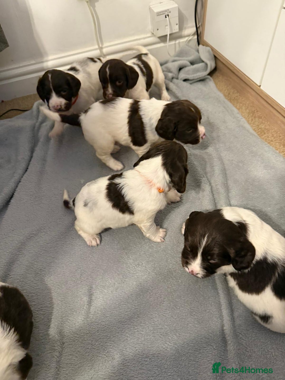 English Springer Spaniel dogs for stud: *KC registered* Gus available for stud in Pontefract - Advert 11