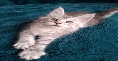 Maine Coon cats - Advert 12