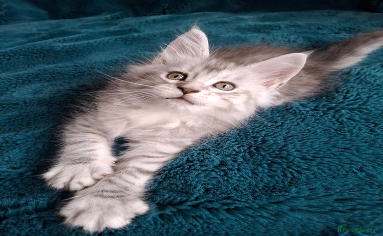 Maine Coon cats - Advert 5