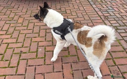 Akita dogs for sale: 5 year old dog needs rehoming - Advert 2