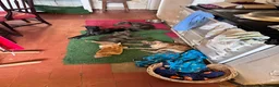 Mixed Breed dogs for sale: Whippet x 1/4 lurcher puppies for sale. - Advert 5