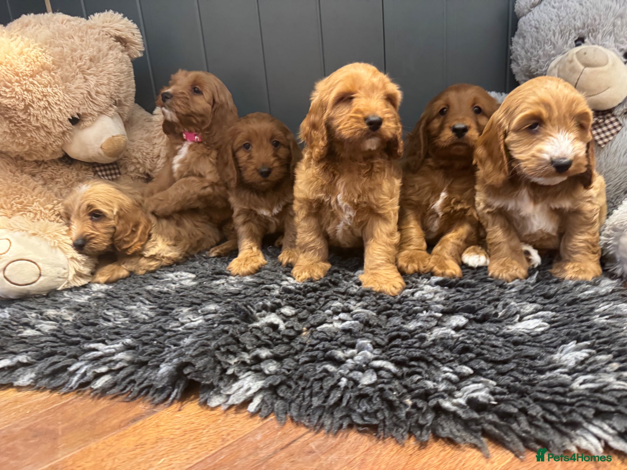 Cockapoo dogs Gorgeous show type cockapoo Puppys  - Advert 15