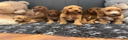 Cockapoo dogs for sale: Gorgeous show type cockapoo Puppys  - Advert 1