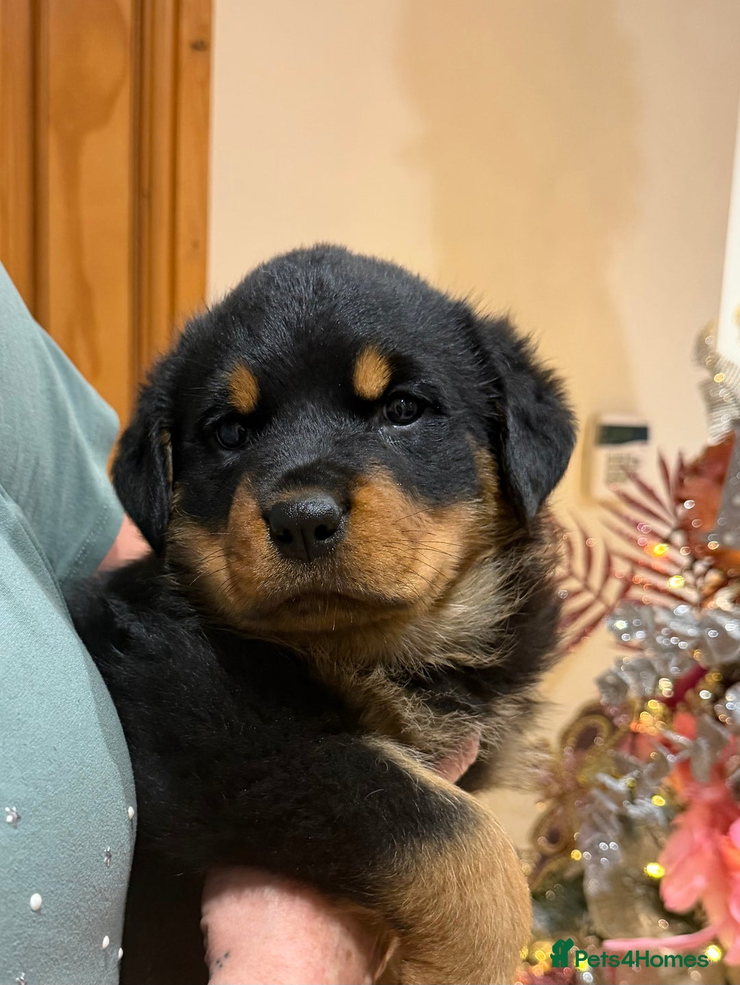 Rottweiler dogs for sale: 2 Big chuncky female Rottweiler puppies - Advert 22