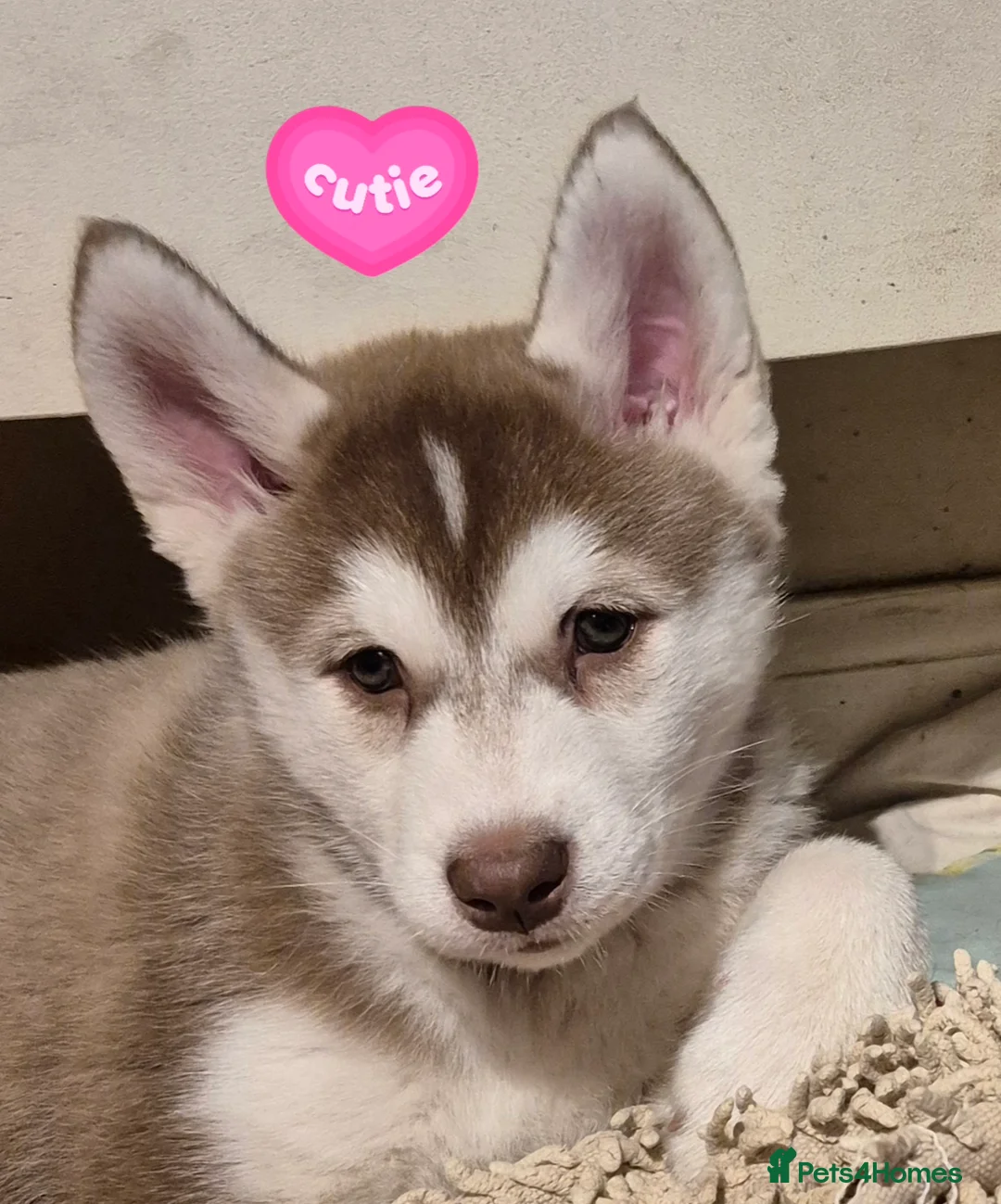 Siberian Husky dogs for sale: Fluffy & Smart Siberian Huskies 2 girls left - Advert 10