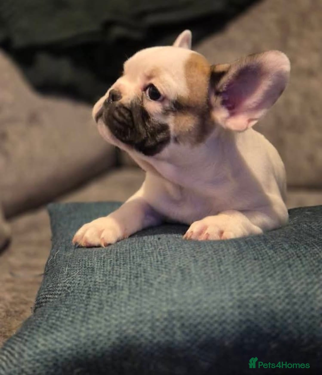 French Bulldog dogs for sale: 10 month old French bulldog girl.  - Image 3