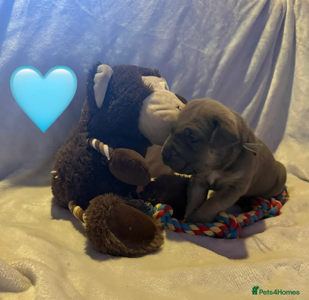 Cane Corso dogs for sale: Cane corso puppies ICCF registered  - Advert 26