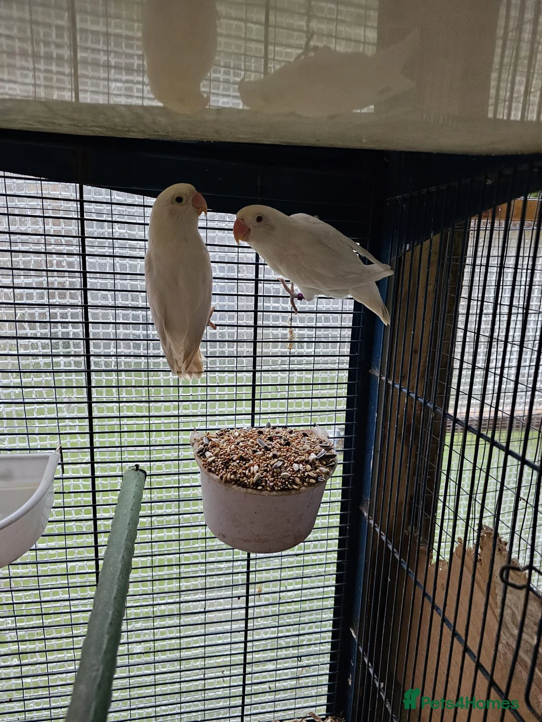 Lovebirds birds for sale: Albinos lovebirds  in Nottingham - Advert 2