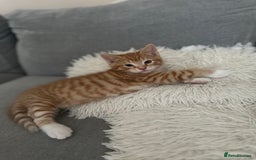 Domestic Shorthair cats for sale: Lovely ginger kittens - Image 13