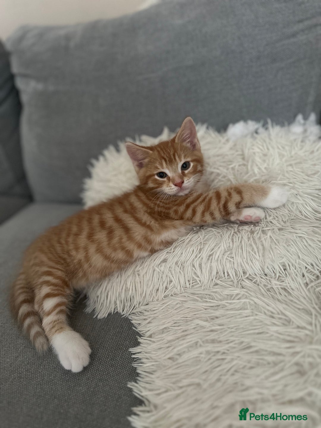 Domestic Shorthair cats for sale: Lovely ginger kittens - Image 13