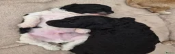 Cockapoo dogs for sale: 2 boy cockapoos left - Advert 1
