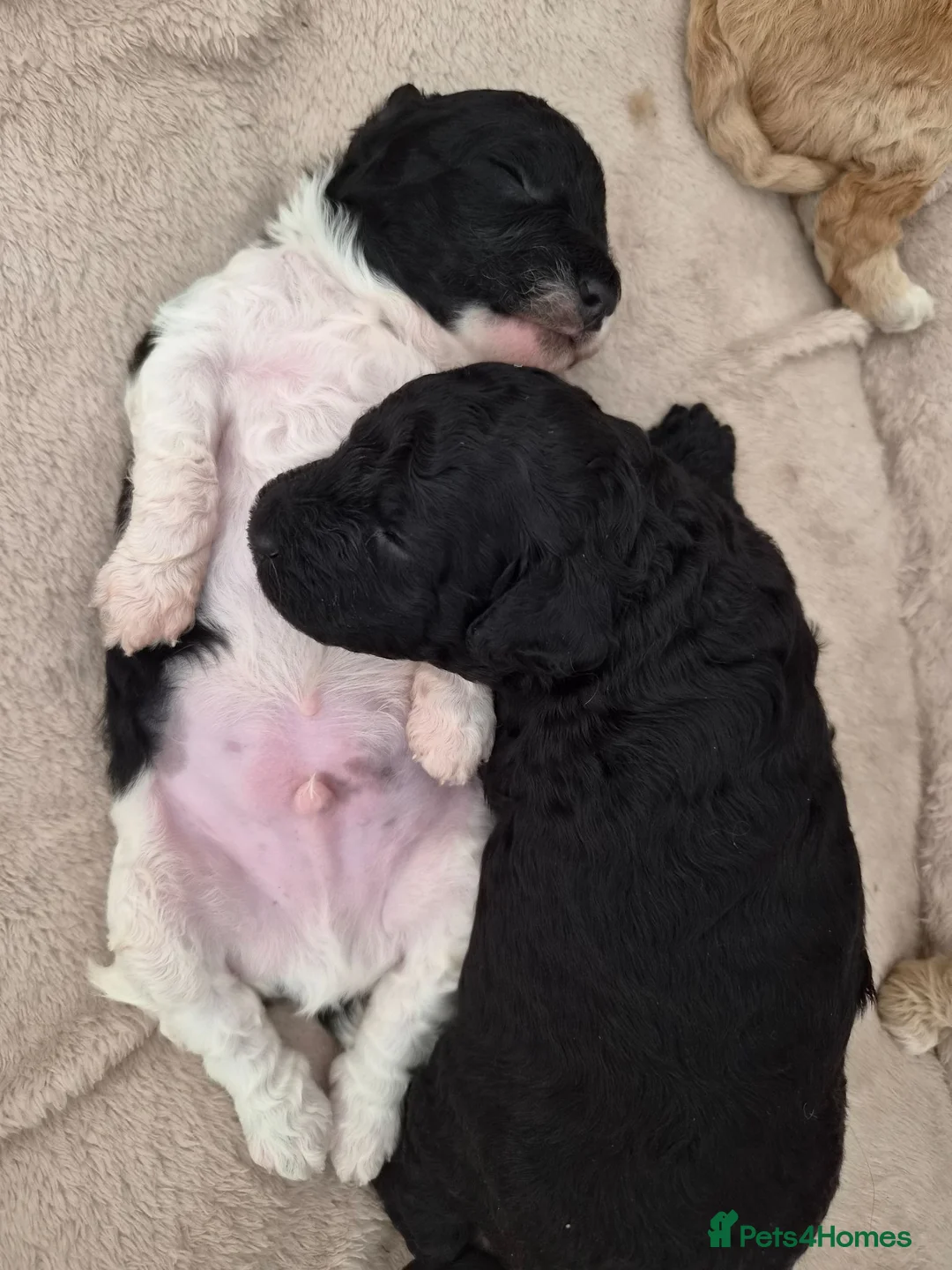 Cockapoo dogs for sale: 2 boy cockapoos left - Advert 1