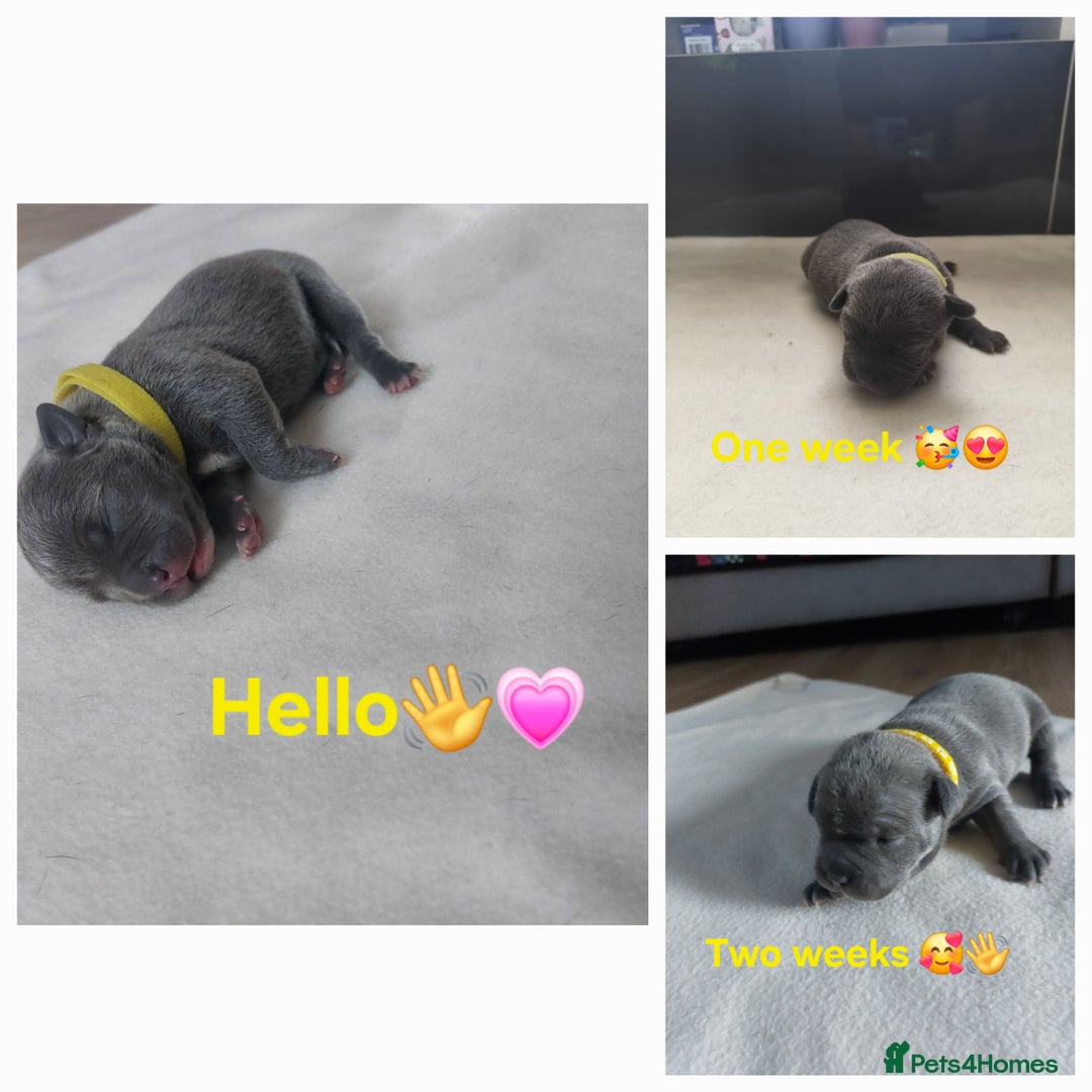 Staffordshire Bull Terrier dogs for sale: Blue Staffordshire Bull Terrier 🐶 Puppies 🐶 - Image 26