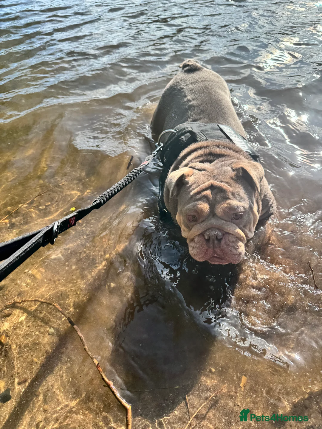 English Bulldog dogs for sale: Beautiful female pedigree bulldog  - Advert 9