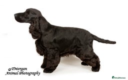 Cocker Spaniel dogs for sale: Handsome Solid Black 4 yr Boy For Retirement  - Image 2