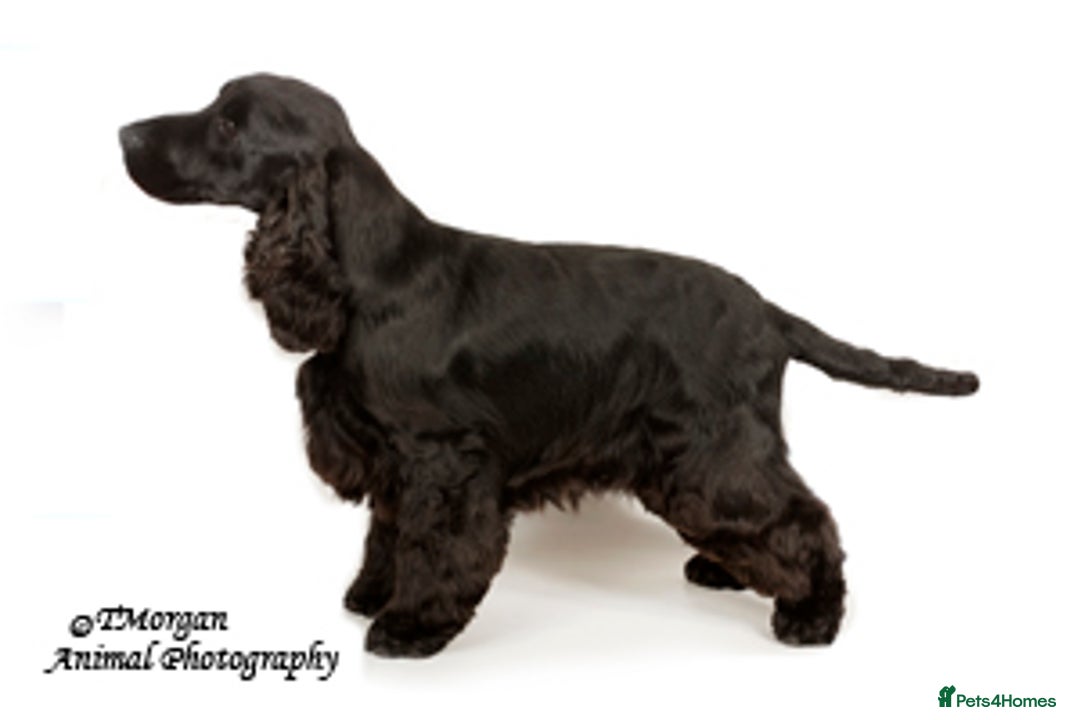 Cocker Spaniel dogs for sale: Handsome Solid Black 4 yr Boy For Retirement  - Image 2