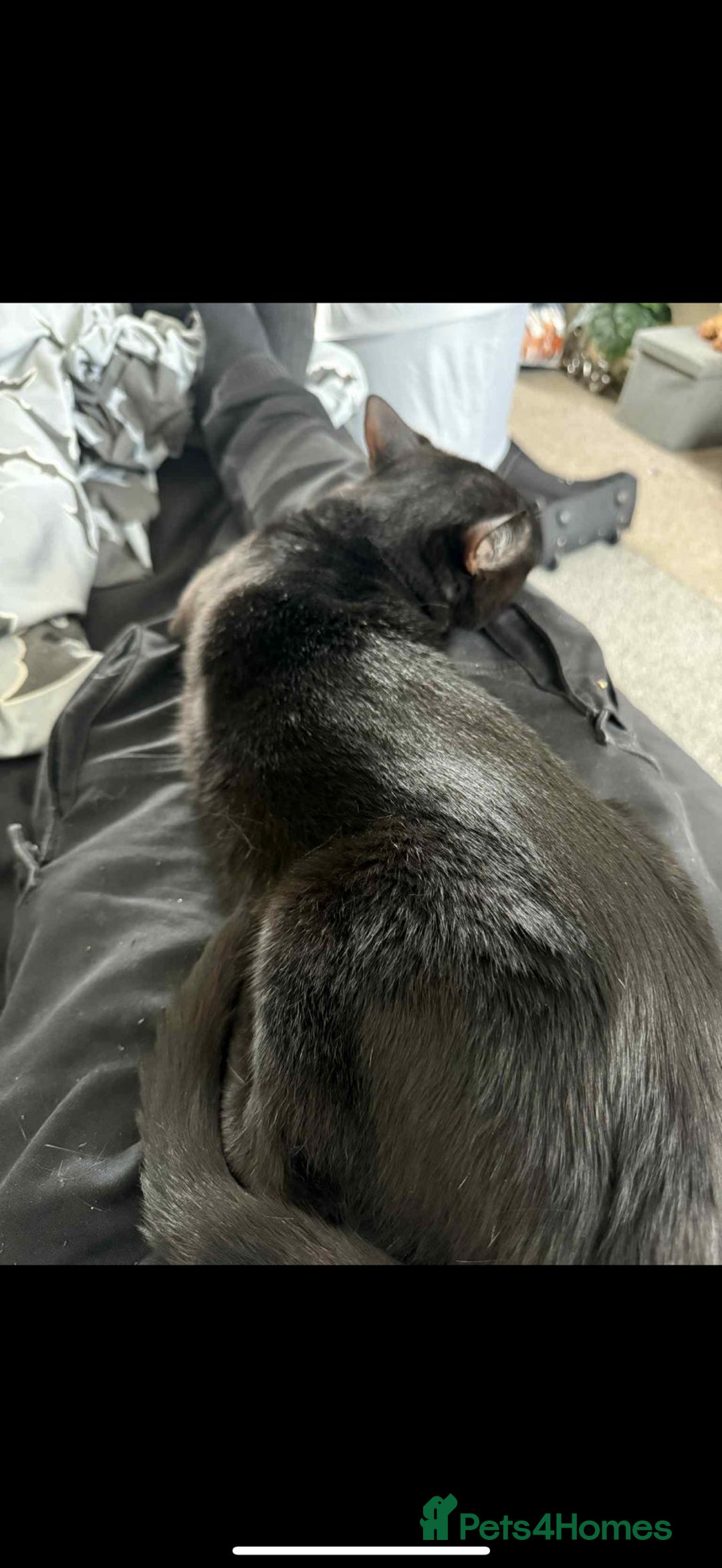 Mixed Breed cats for sale: Brothers looking for loving home  - Image 9