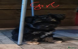 Mixed Breed dogs for sale: Mini Schnaucer/YorkshireTerrier Biewar - Image 4