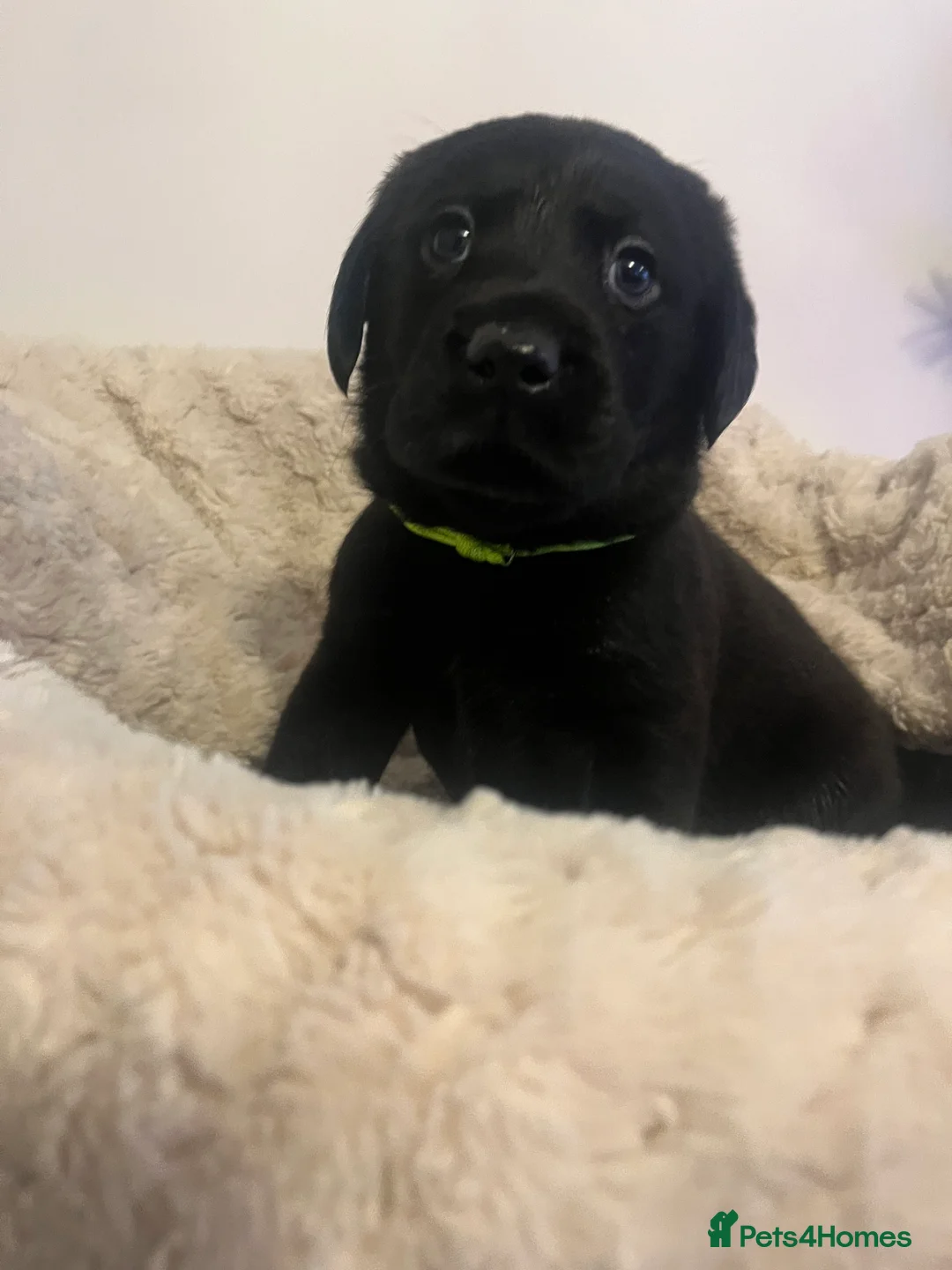 Labrador Retriever dogs for sale: Stunning Chunky KC Registered Labrador Puppies  - Advert 7