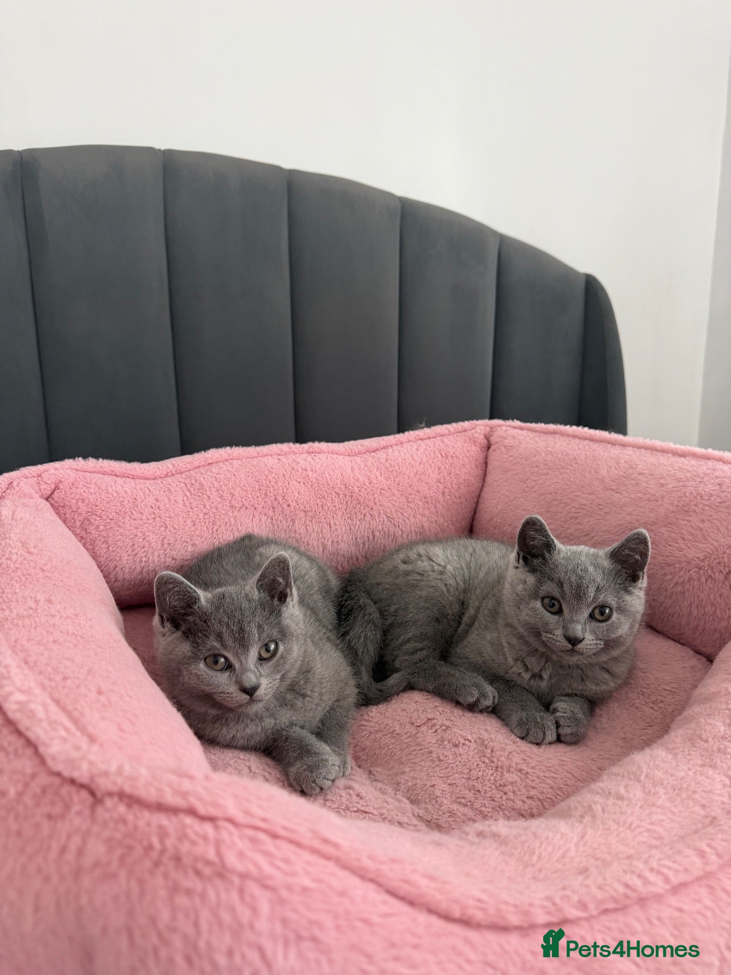 British Shorthair cats British shorthair kittens - Advert 2