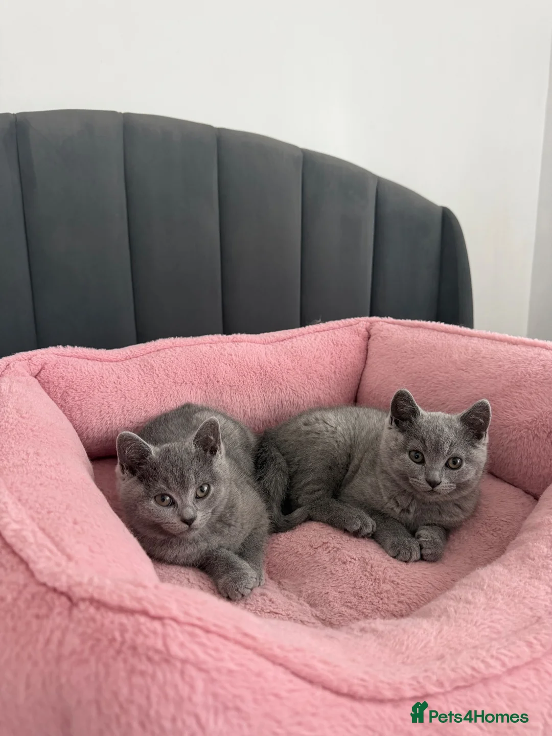British Shorthair cats for sale: British shorthair kittens - Advert 2