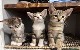 Siamese cats for sale: Siamese-Tabby Mix Kittens Available from 17th Sept - Image 7