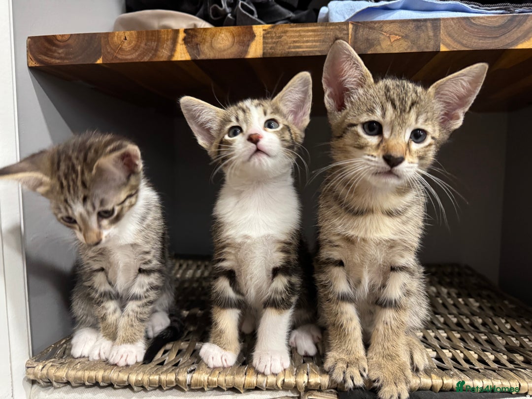 Siamese cats for sale: Siamese-Tabby Mix Kittens Available from 17th Sept - Image 7