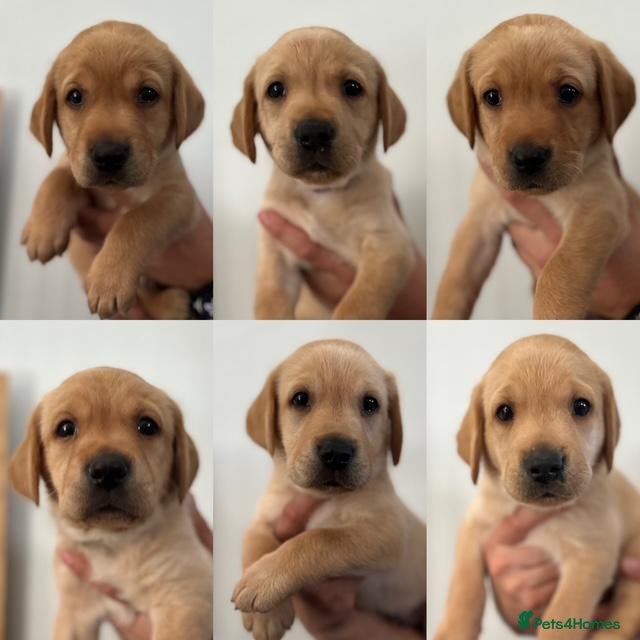 Labrador Retriever dogs Beautiful fox red labrador puppies - Advert 15