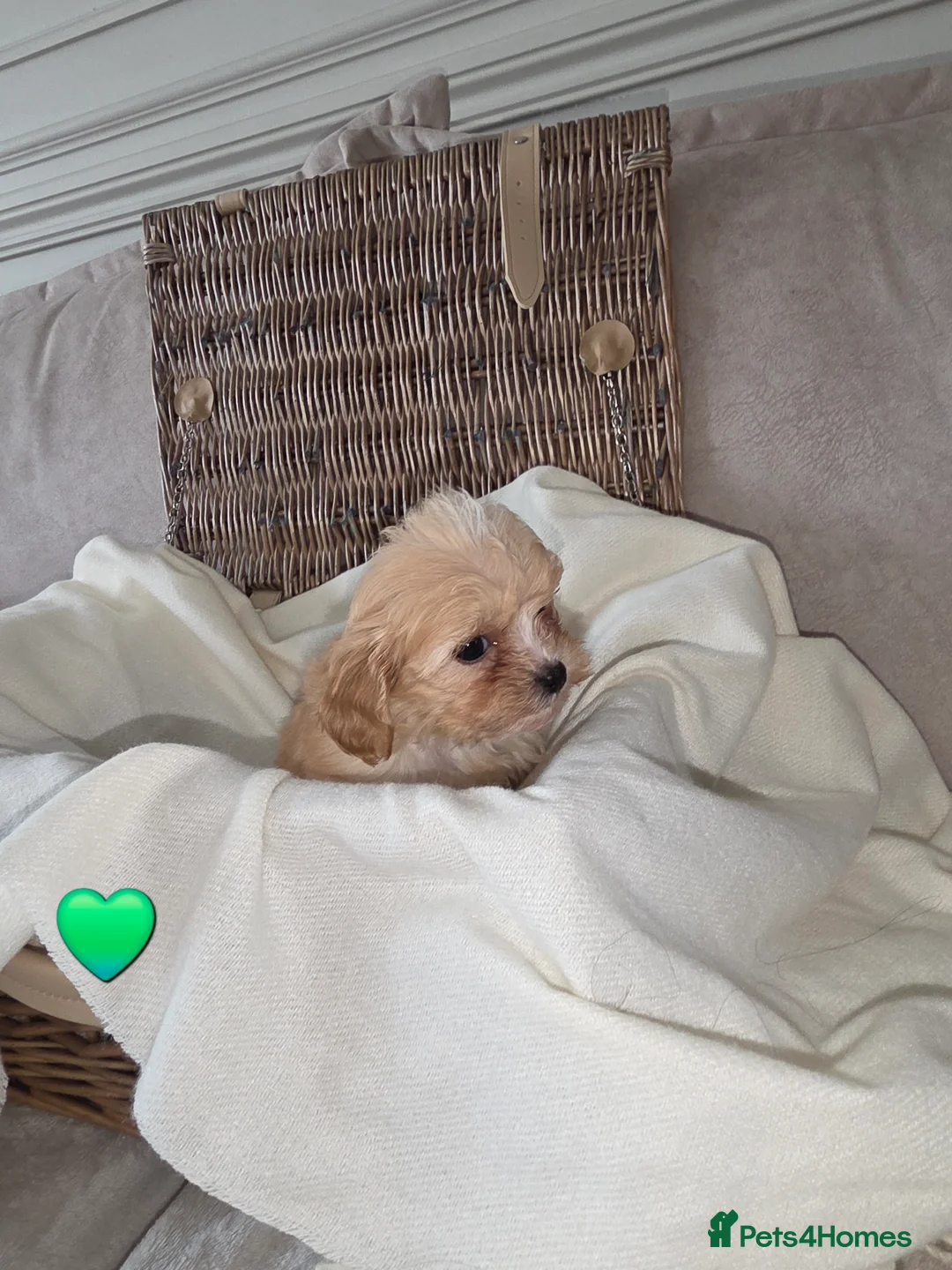 Maltipoo dogs for sale: Five gorgeous multi-poo puppies 3boys 2 girls - Advert 2