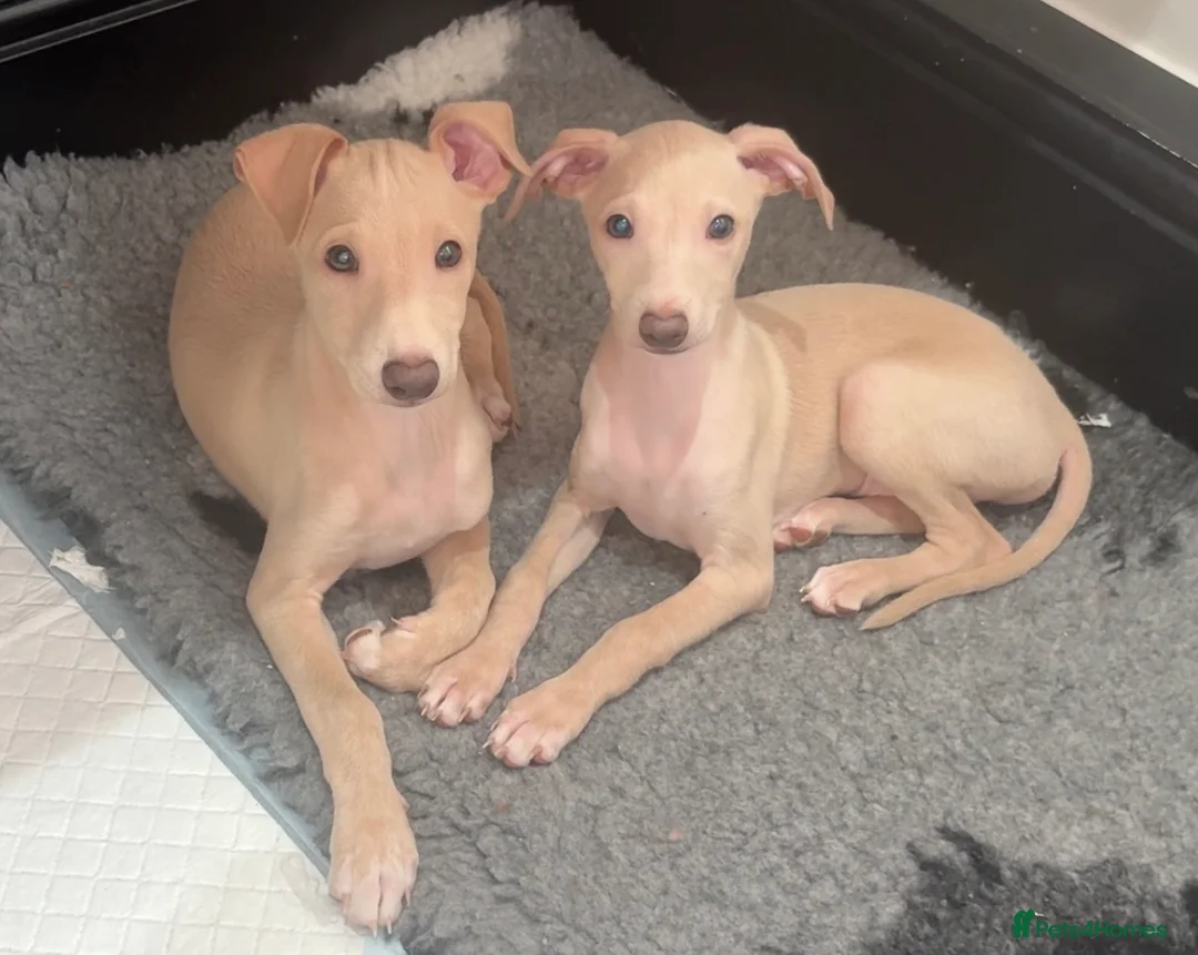 Italian Greyhound dogs for sale: Gorgeous KC Italian Greyhound Puppies - Advert 1