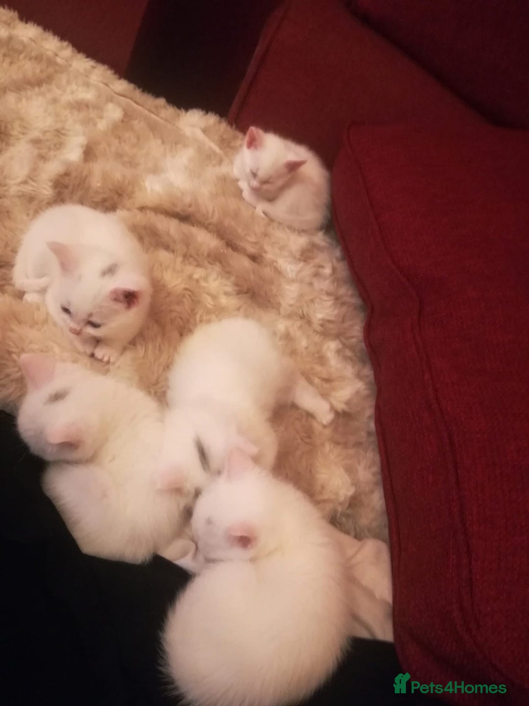 Mixed Breed cats for sale: 7 white kittens READY ASAP - Advert 4