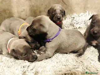 Whippet dogs 💙 Stunning KC Registered Blue Whippet Puppies - Advert 2