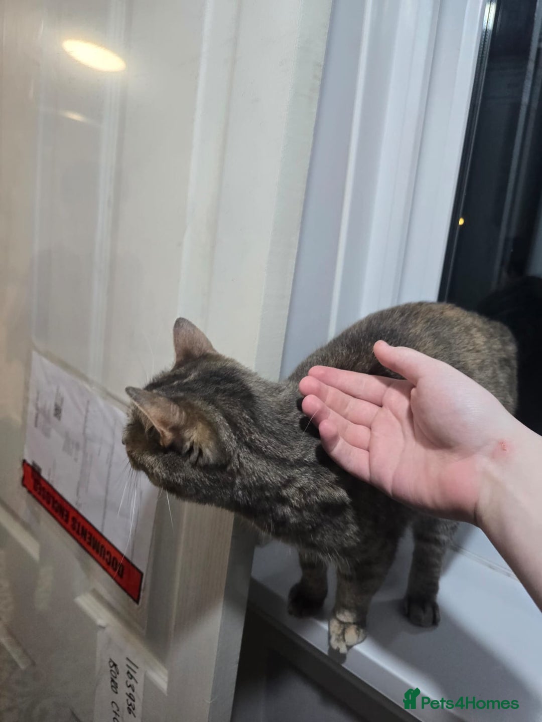 Domestic Shorthair cats for sale: Gorgeous grey tabby female. - Image 8