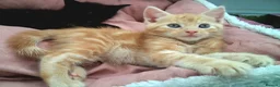 Maine Coon cats for sale: 4 maincoon babies  - Advert 16