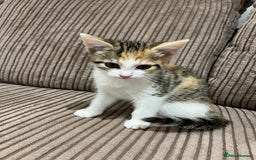 British Shorthair cats for sale: 1 female kitten left  - Image 3