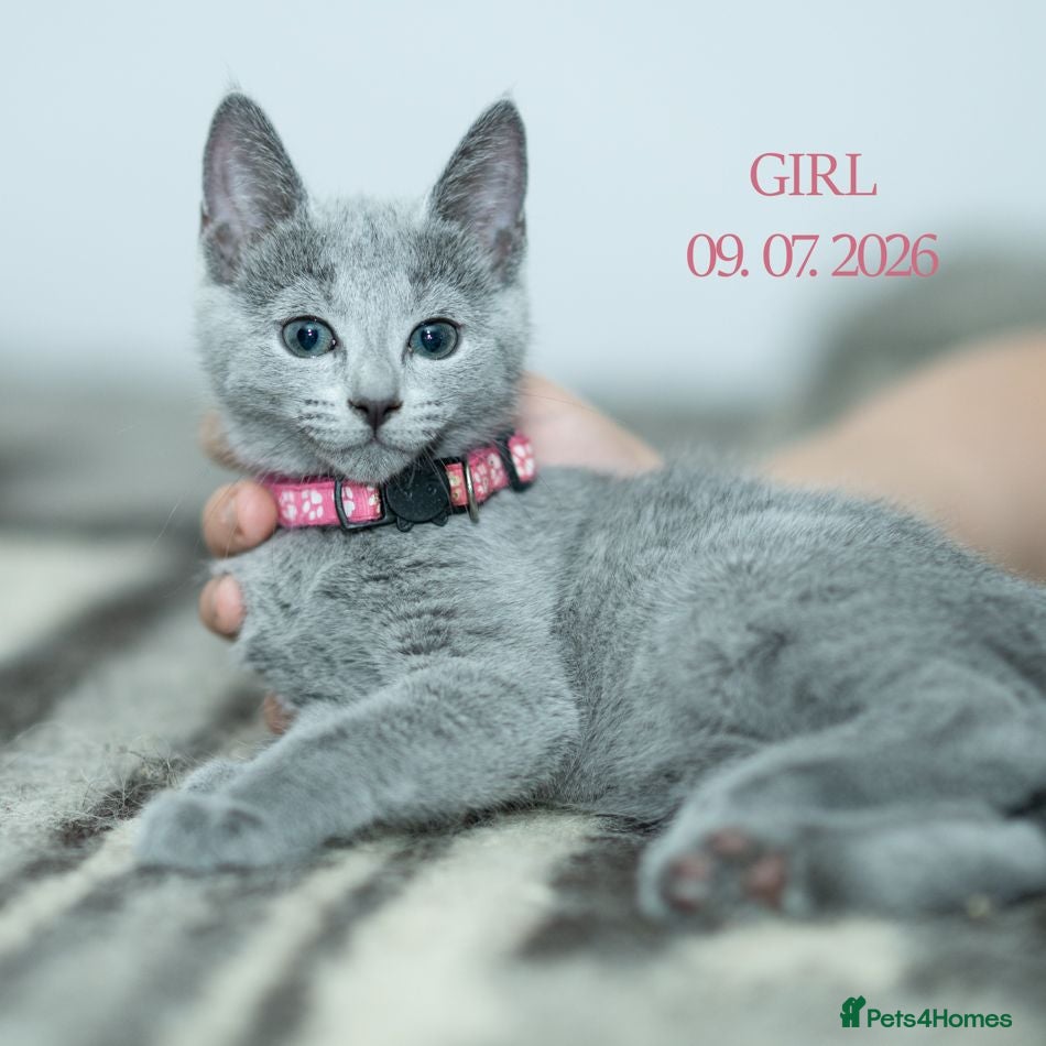 Russian Blue cats Adorable Russian Blue Kittens - Advert 2