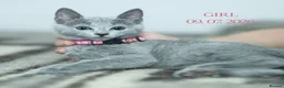 Russian Blue cats for sale: Adorable Russian Blue Kittens - Advert 9